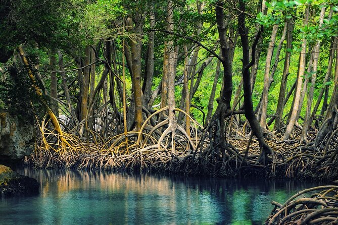 10-Hour Guided Tour of Samana and Bacardi Island Los Haitises - What the $130 price really buys you