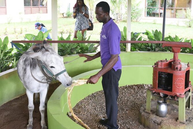 Appleton Estate Rum Factory And YS Falls Inclusive Tours From Montego Bay - The road from Montego Bay to YS Falls