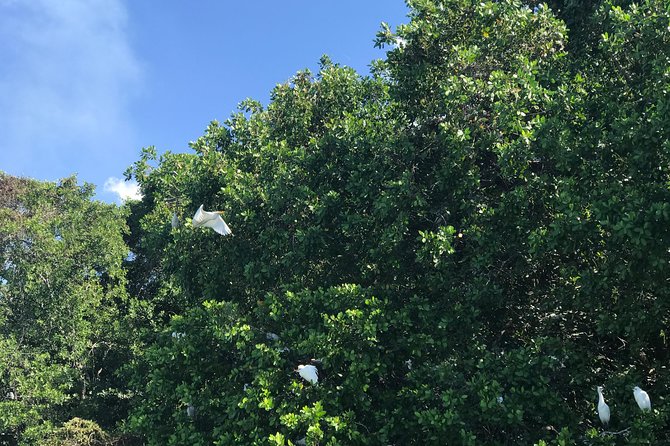 Appleton Rum Factory, Ys Falls, Black River Safari, Floyd’s Pelican Bar - Is $169 a fair price?