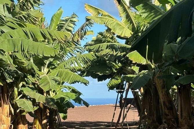 Banana Museum, Rum Distillery & Winery guided tour with tasting - Agaete provides the day’s breathing room