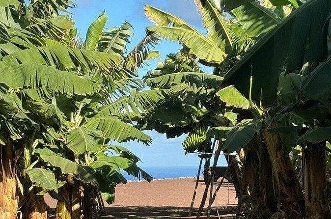 Banana Museum, Rum Distillery & Winery guided tour with tasting - Coffee and wine at Bodega Los Berrazales