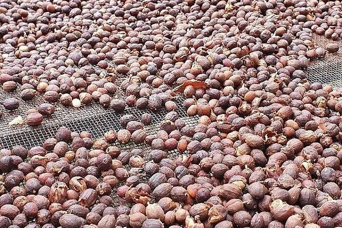 Banana Museum, Rum Distillery & Winery guided tour with tasting - The pickup plan needs careful attention