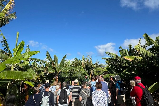 Banana Museum, Rum Distillery & Winery with Tasting: Premium tour - Wine, coffee, and grapes at Bodega Los Berrazales
