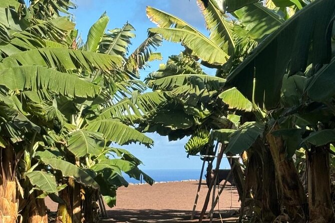Banana Museum, Rum Distillery & Winery with Tasting: Premium tour - Pickup, buses, and the timing you need to know