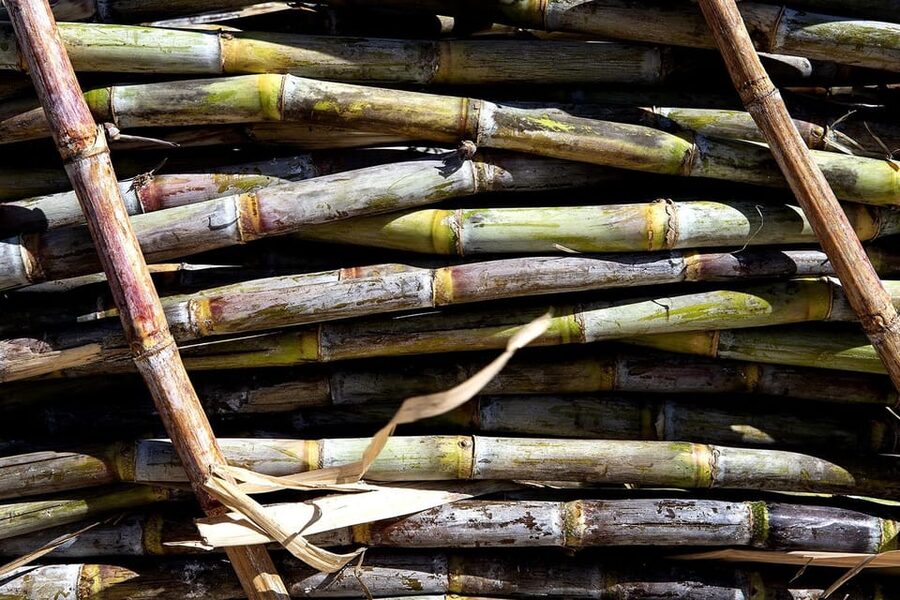 Distilleria Alma- Rum Distilery Guided Tour & Tasting - Who should book this rum tasting?