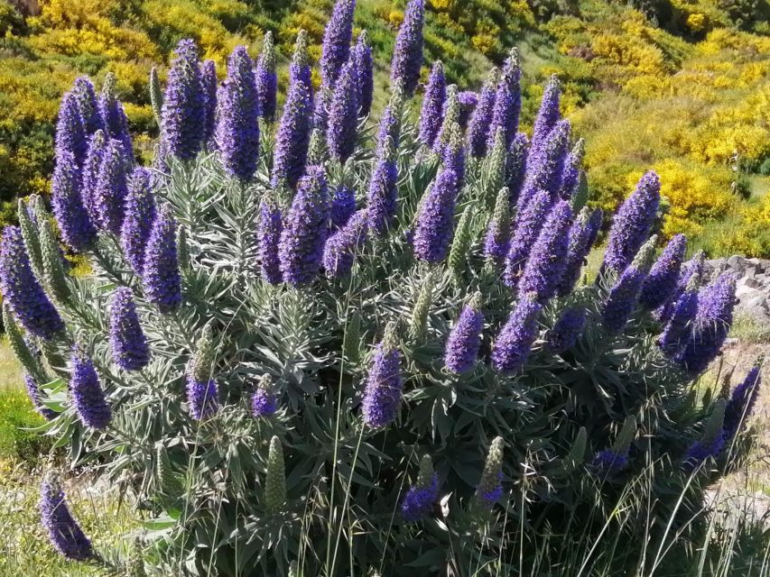 EAST MADEIRA:,Peaks, Forest walk,Thatched Roofs, Rum factory - Porto da Cruz and Madeira’s sugar tradition