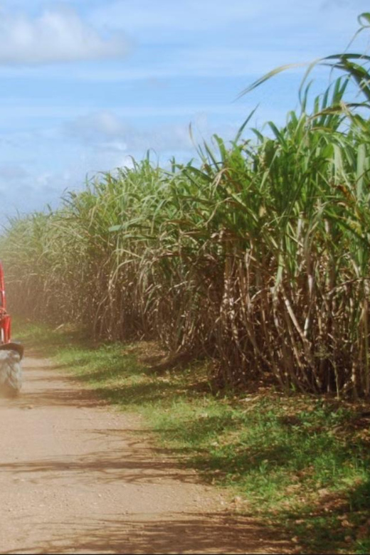 From Punta Cana or La Romana: Sugarcane Fields Buggy or Quad - What to wear and bring