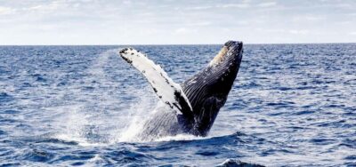 Samana and Bacardi Island Cruise and Tour