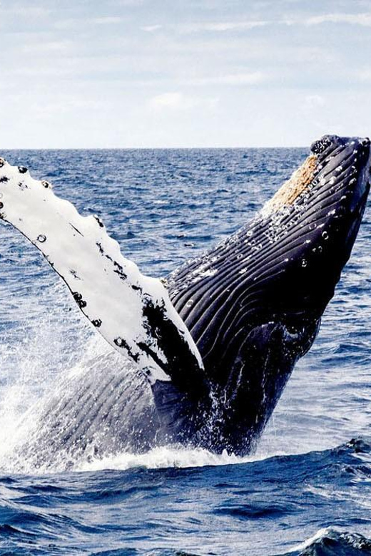From Punta Cana: Samana and Bacardi Island Cruise and Tour - Whale watching before the return