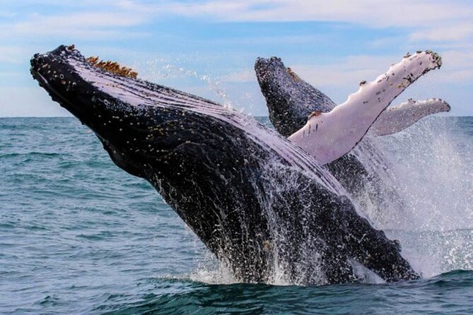 Full Day Bacardi Whale Watching - End Season March 30th - Why the Whale Season Matters in Samaná Bay
