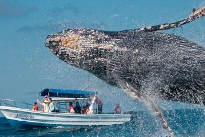 Full Day Bacardi Whale Watching - End Season March 30th - From Punta Cana to Las Cañitas at 9:00 am