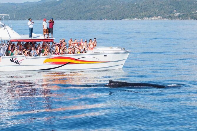 Full Day Bacardi Whale Watching - End Season March 30th - Cayo Levantado, the Beach Half of the Day