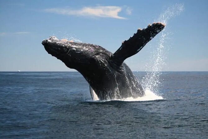 Full Day Bacardi Whale Watching - End Season March 30th - A Beachfront Lunch With Dominican Flavors