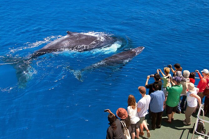 Full Day Bacardi Whale Watching - End Season March 30th - How Much Value You Get for $165