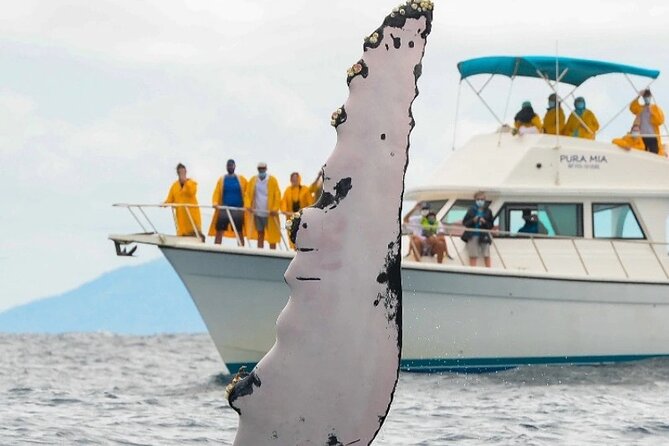 Full Day Bacardi Whale Watching - End Season March 30th - Setting Out Across Samaná Bay