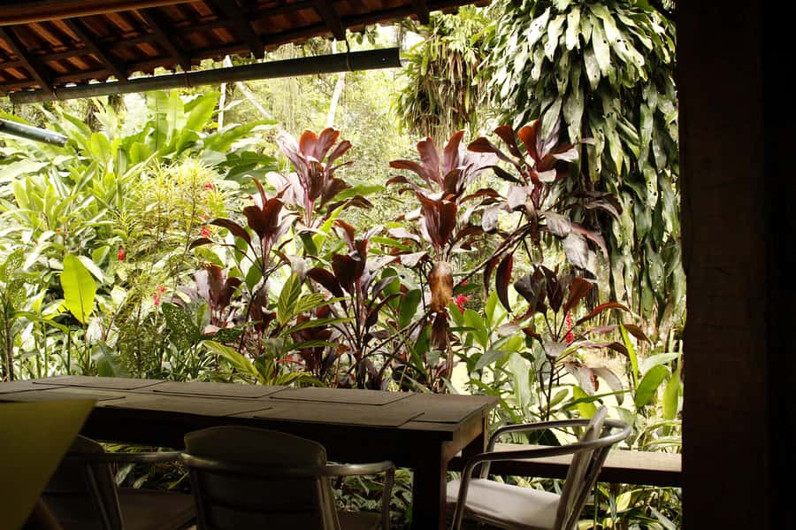 Full-Day Jungle Jeep Waterfall and Cachaça Distillery Tour - The Bromeliad Exhibition