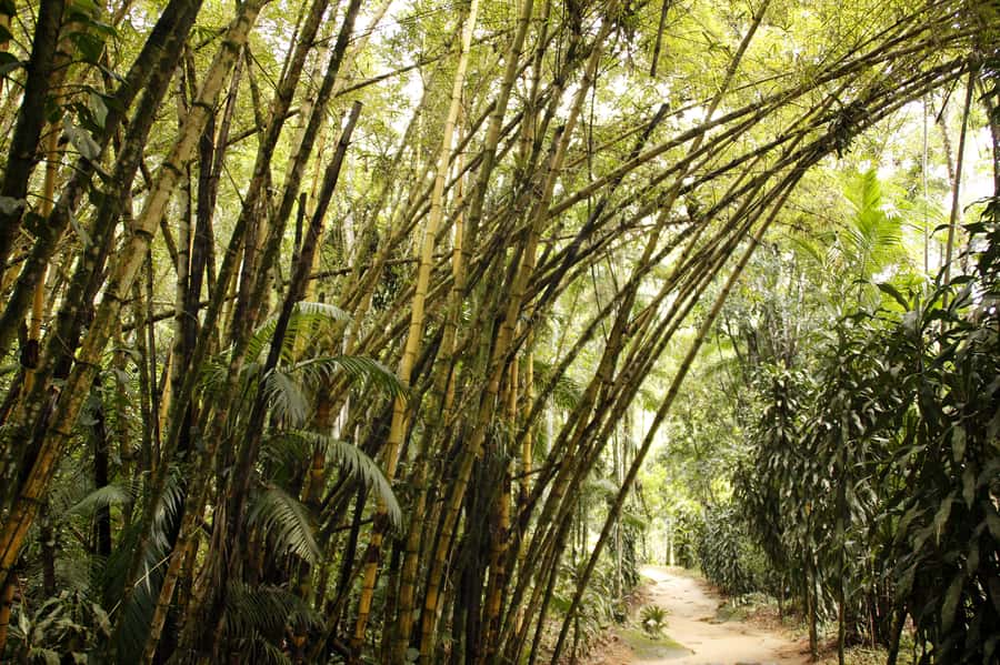 Full-Day Jungle Jeep Waterfall and Cachaça Distillery Tour - Tobogã Falls and Poço do Tarzan