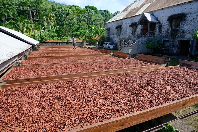 Full-Day Tour: Concord Waterfall, Chocolate Factory, Rum Distillery, Grand Etang - Jouvay Chocolate: a short look at cocoa and tasting