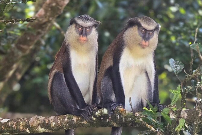 Full-Day Tour: Concord Waterfall, Chocolate Factory, Rum Distillery, Grand Etang - The van rides are part of the bargain