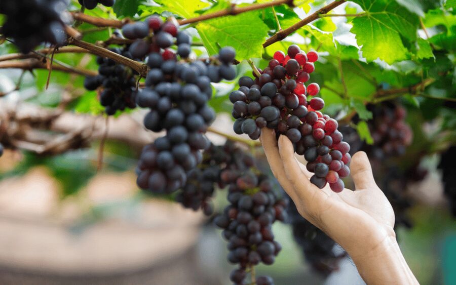 Gran Canaria: Rum, Wines and Banana Tour - Key points to know before booking