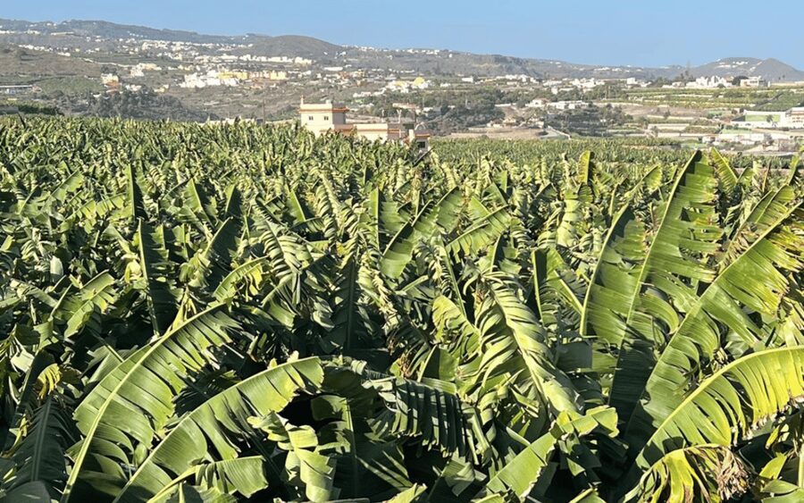 Gran Canaria: Rum, Wines and Banana Tour - Arehucas Rum Distillery in Arucas