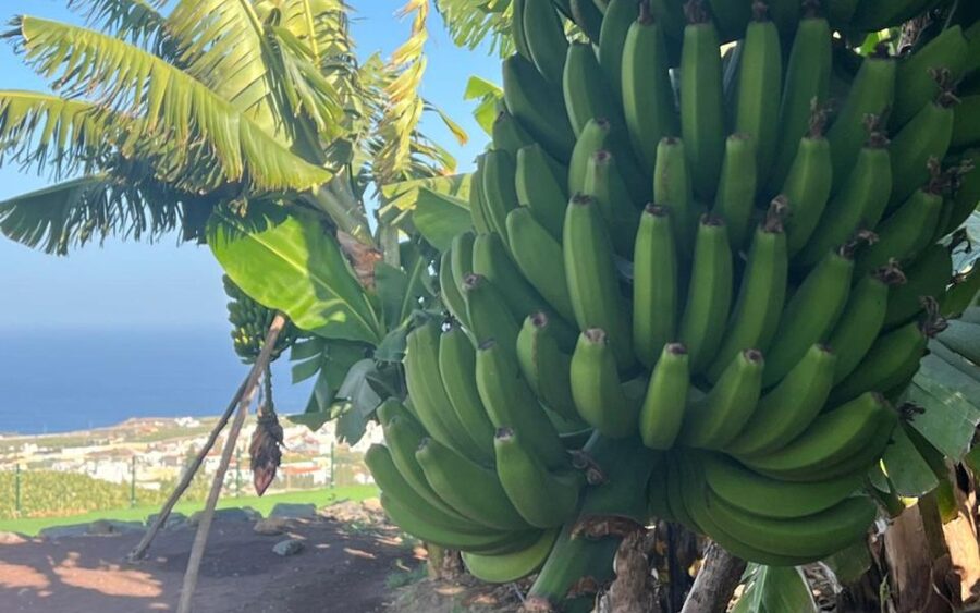 Gran Canaria: Rum, Wines and Banana Tour - Is the $81 price good value?