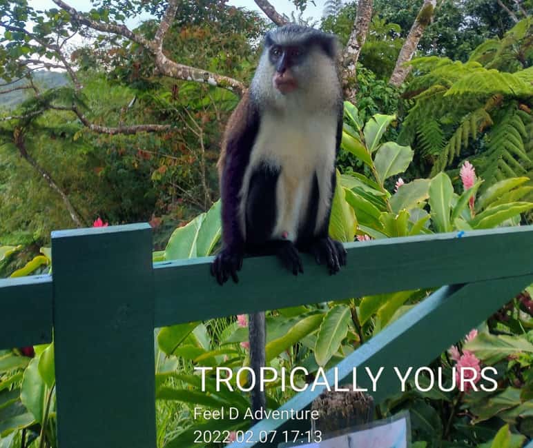 Grenada: Culture and Nature Island Tour with Chocolate & Rum - Why this Grenada tour works as a first-day introduction