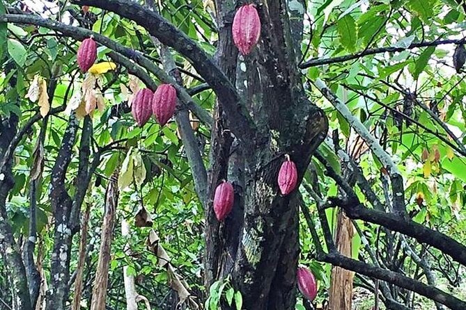 Grenada Spice Gardens, Rum & Chocolate Tour (Full/Half Day) - Grand Etang Lake and Grenada’s cool interior