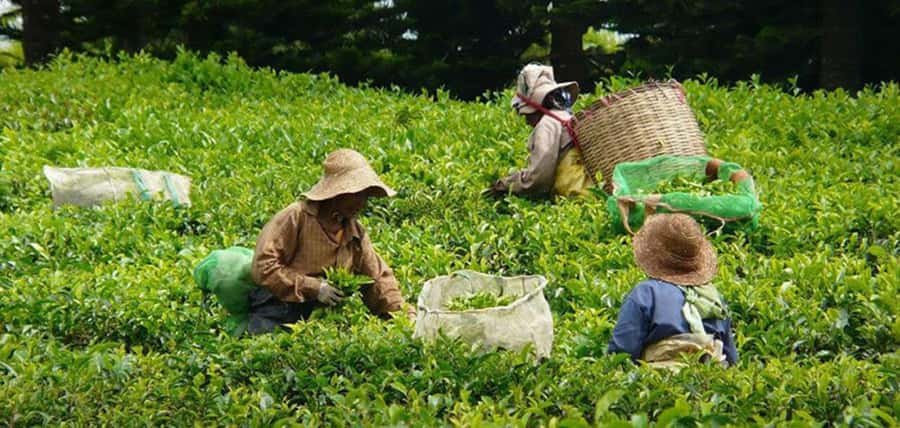 Mauritius: Tea, Rum and Vanilla Route with Lunch and Pickup - Booking details worth knowing