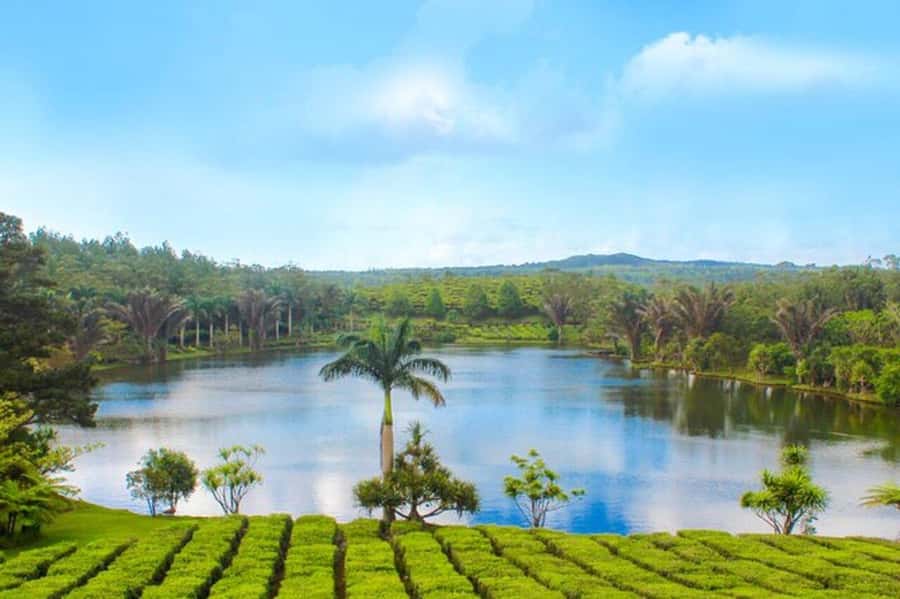 Mauritius: Tea, Rum and Vanilla Route with Lunch and Pickup - Why this route gives Mauritius more flavor