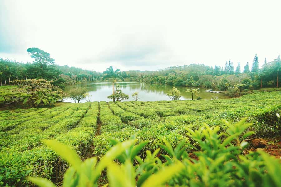 Mauritius: Tea, Rum and Vanilla Route with Lunch and Pickup - Bois Chéri: Mauritius’s tea stop