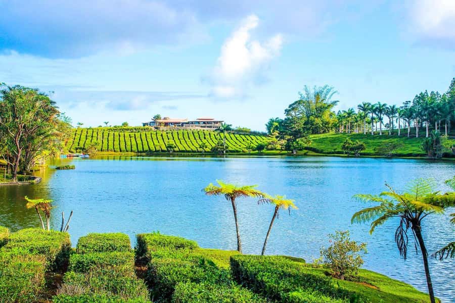 Mauritius: Tea, Rum and Vanilla Route with Lunch and Pickup - Is $310 per person a fair price?