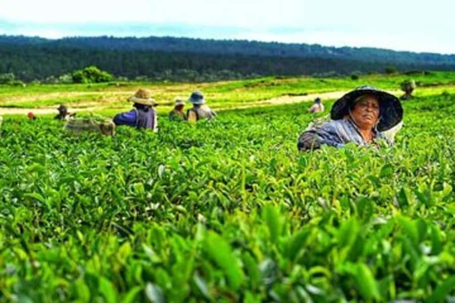 Mauritius: Tea, Rum and Vanilla Route with Lunch and Pickup - Who will enjoy this Mauritius excursion most?