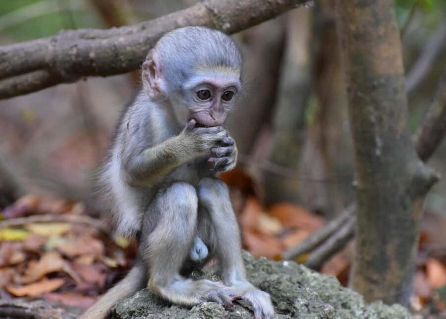 Monkey Feeding & Historic Sugar Plantation & Rum Distillery - Key points at a glance