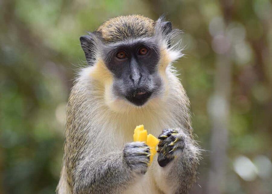 Monkey Feeding & Historic Sugar Plantation & Rum Distillery - Touring St. Nicholas Abbey and its rum distillery