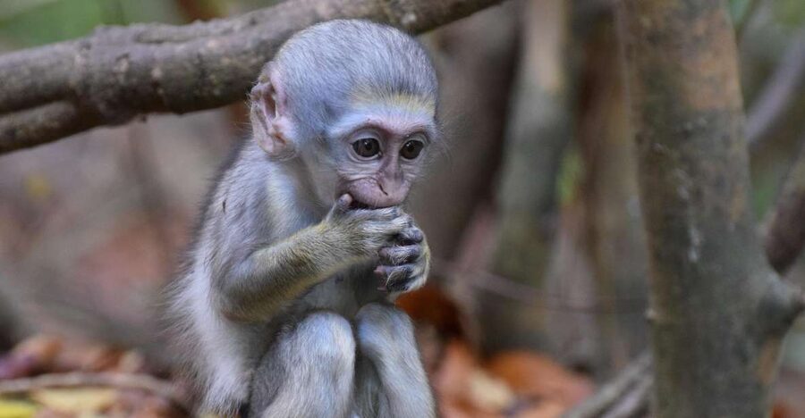 Monkey Feeding & Historic Sugar Plantation & Rum Distillery - Who should book this experience?