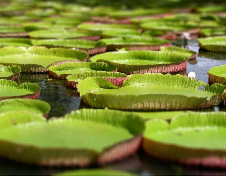 North Day Tour, Botanical Garden, Sugar Museum, Rum Tasting - L’Aventure du Sucre and the hard story behind the sweet crop