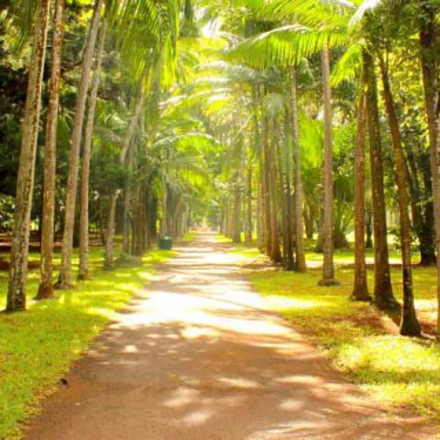 North Day Tour, Botanical Garden, Sugar Museum, Rum Tasting - What the private vehicle changes