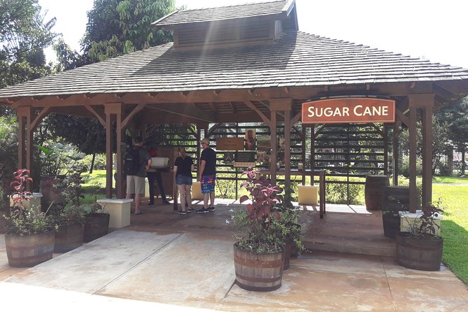 Private Appleton Estate Rum and Pelican Bar Tour from Montego Bay - Why this private Jamaica day tour works
