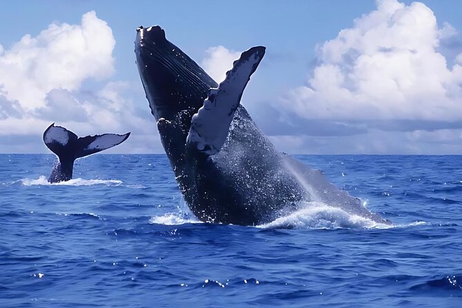 Punta Cana: Whale Watching and Bacardi Island Day Trip - Key points to know before booking