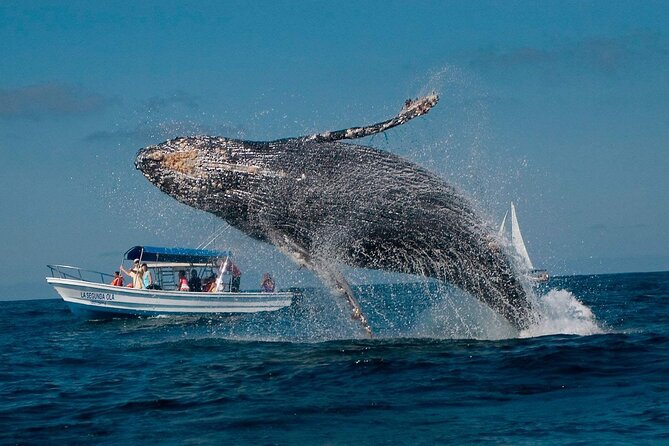 Punta Cana: Whale Watching and Bacardi Island Day Trip - The real reason to cross the country for Samaná Bay