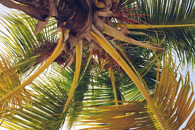 Punta Cana: Whale Watching and Bacardi Island Day Trip - What to bring for a wet, early, active day