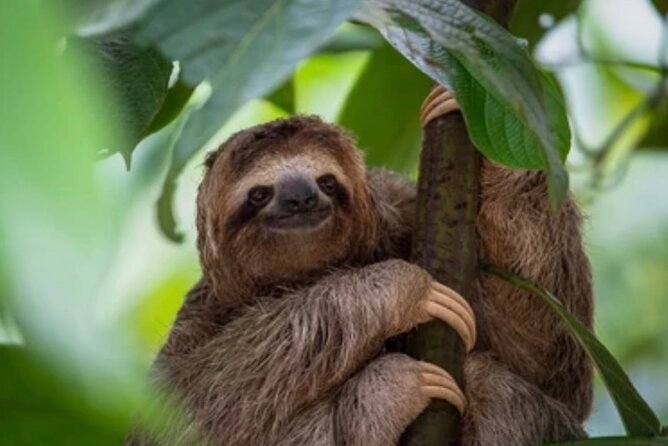 Roatán Island Tour: Sloth & Monkey Park, Rum, and Chocolate - Why this private Roatán outing works well