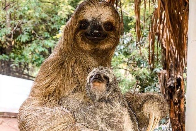 Roatan Monkey and Sloth Tour with Chocolate and Rum Factory - Meeting your guide at Coxen Hole or Mahogany Bay