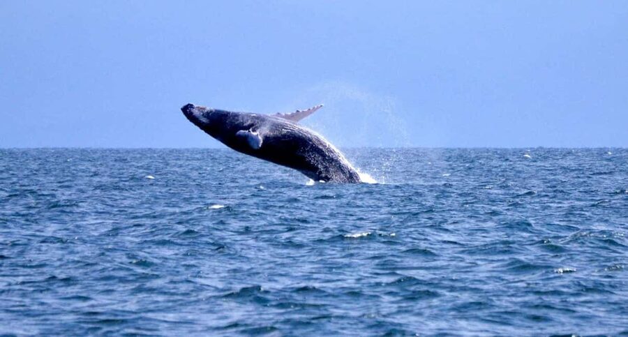 Samanà Whale Watching and Bacardi Island Tour From Bayahibe - Why this tour is such a long day from Bayahibe