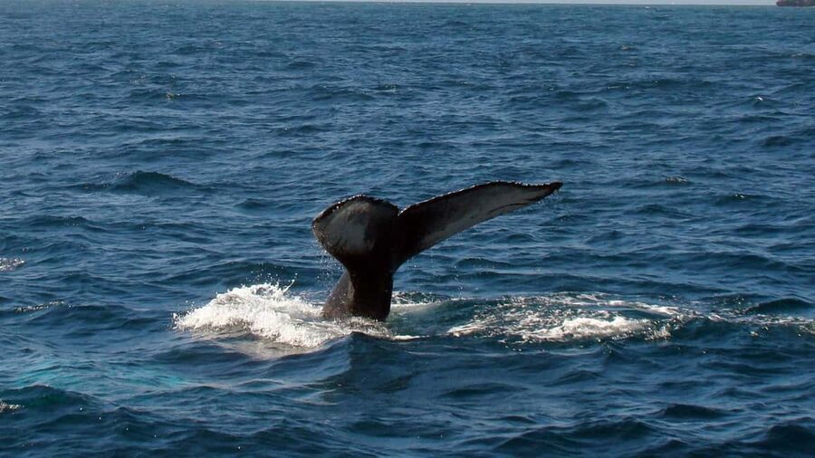 Samanà Whale Watching and Bacardi Island Tour From Bayahibe - Whale watching: exciting, brief, and unpredictable