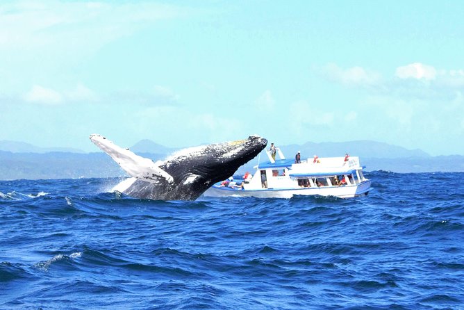 Samaná Whale Watching + Cayo Levantado (Bacardi Island). - Samaná Bay sets the day’s rhythm