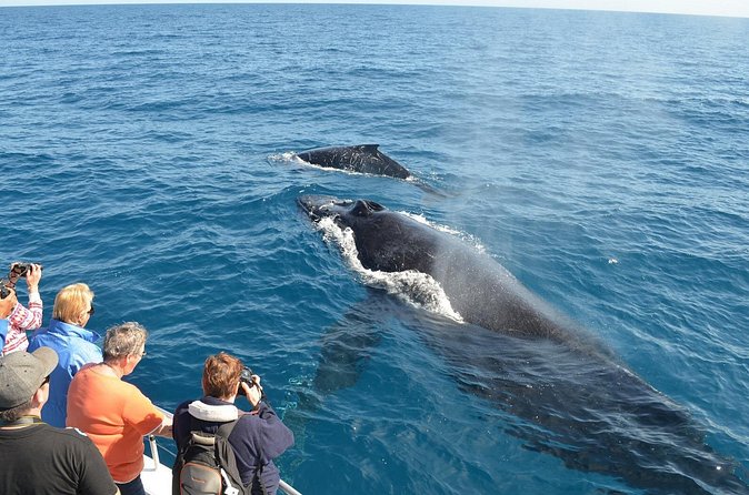 Samaná Whale Watching + Cayo Levantado (Bacardi Island). - What the $65 price really covers