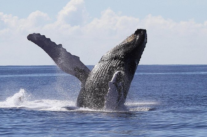 Samaná Whale Watching + Cayo Levantado (Bacardi Island). - The 8:45 AM to 5:00 PM schedule