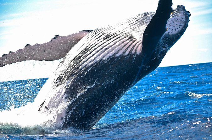 Samaná Whale Watching + Cayo Levantado (Bacardi Island). - The main environmental question